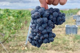 2020年収穫レポート！気になる今年のワイン造りはいかに？